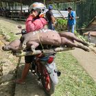 Sulawesi (2019), Toraja - Schweinefracht