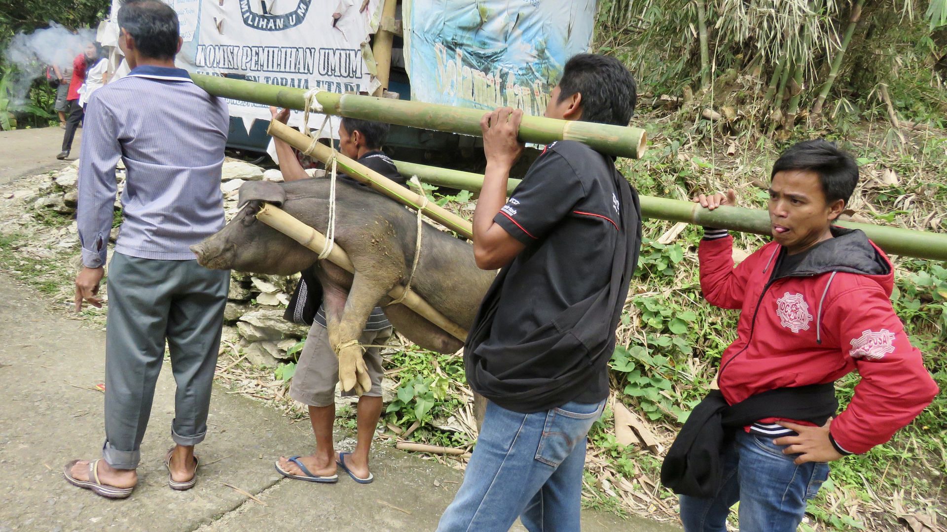 Sulawesi (2019), Toraja - Schweinefracht