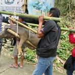 Sulawesi (2019), Toraja - Schweinefracht