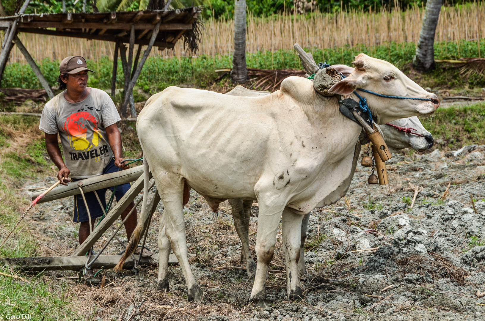 Sulawesi Farmer