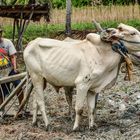 Sulawesi Farmer