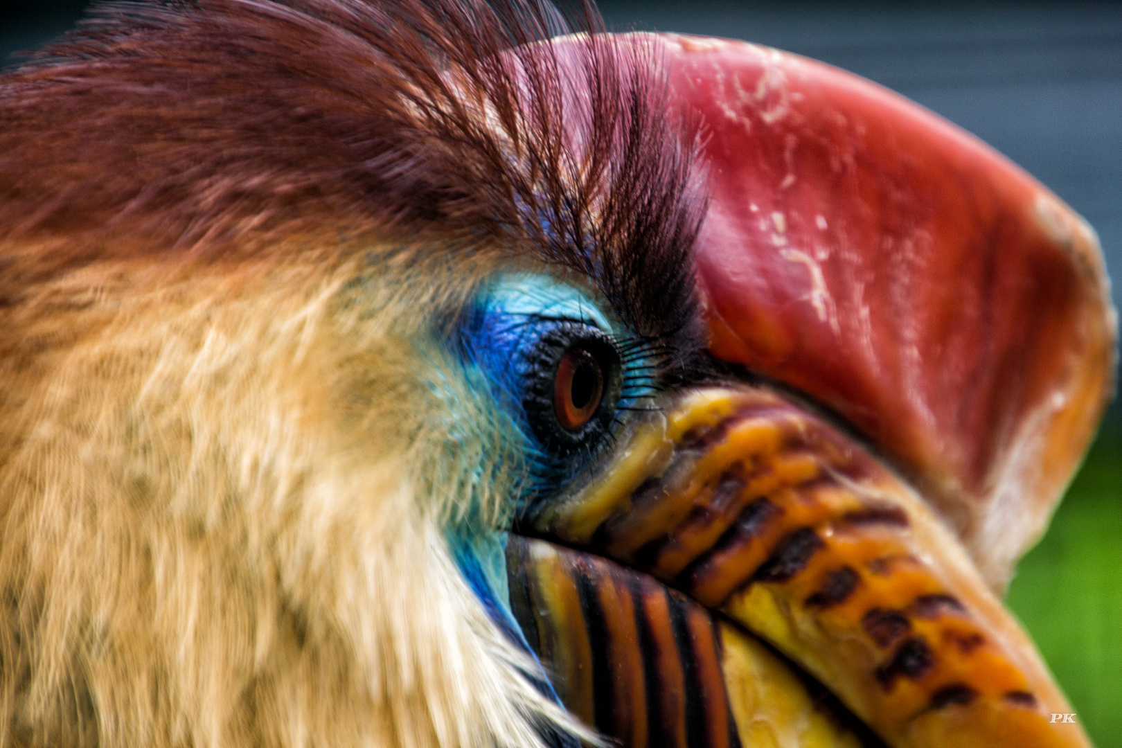 Sulawesi Helmhornvogel-Männchen.