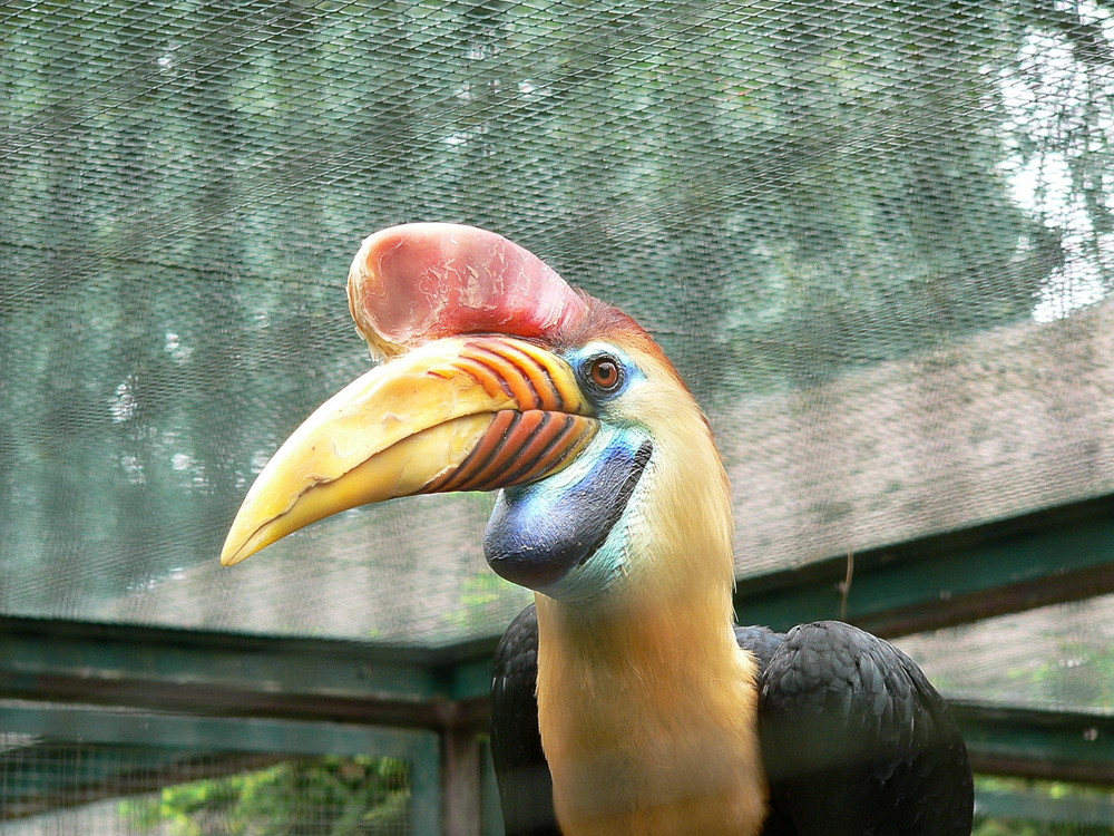 Sulawesi Hornvogel