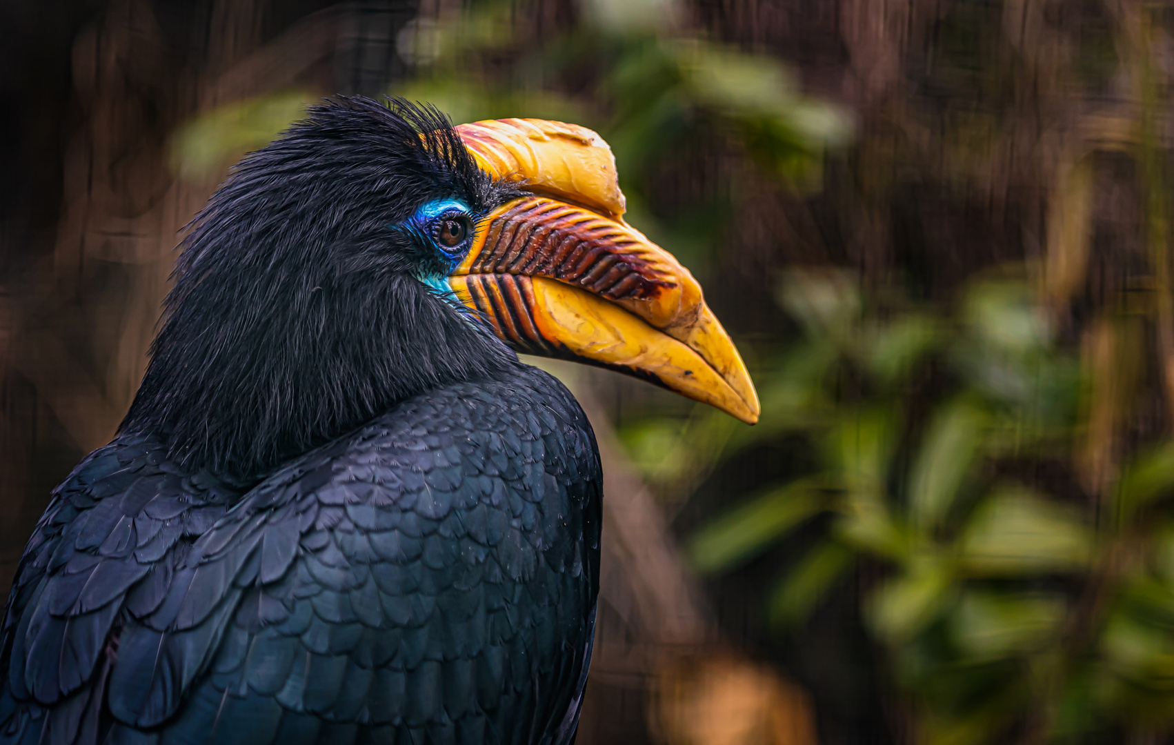 Sulawesi - Hornvogel