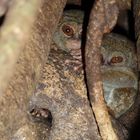 Sulawesi-Koboldmaki (Tarsius)