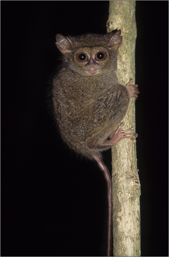 sulawesi koboldmaki / tarsius tarsier