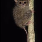 sulawesi koboldmaki / tarsius tarsier