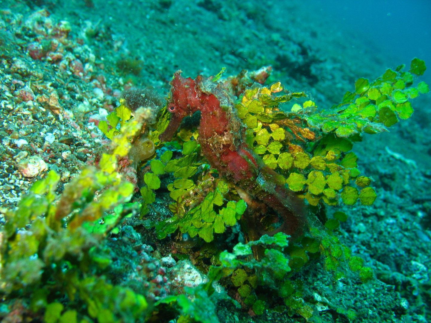 Sulawesi - Lembeh