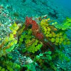 Sulawesi - Lembeh