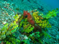 Sulawesi - Lembeh