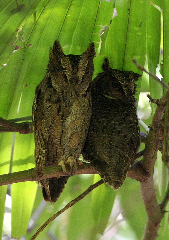 Sulawesi scops owl