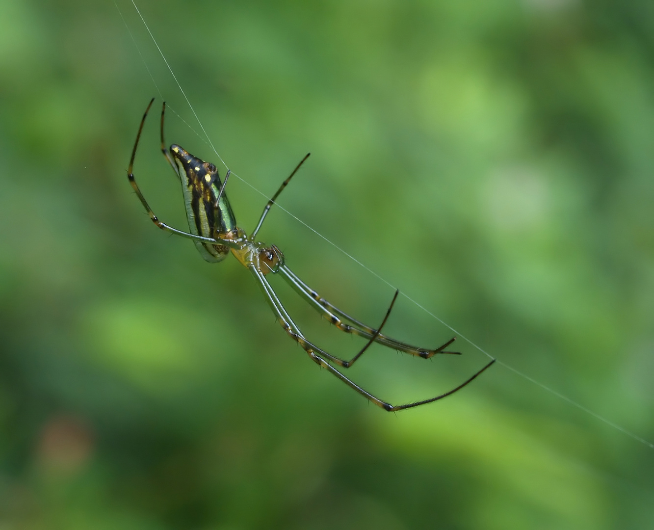 Sulawesi-Spinne