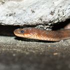 Sulawesi_Keelback 2