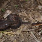 Sulawesi_Keelback