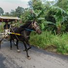 Sulawesi_Pferdekutsche