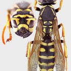 Sulcopolistes sulcifer