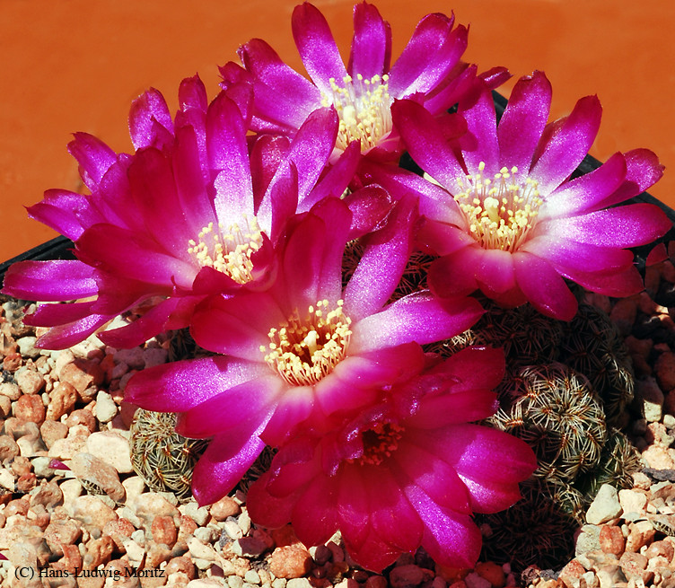 Sulcorebutia mizquensis, Bolivien