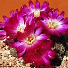 Sulcorebutia mizquensis, Bolivien