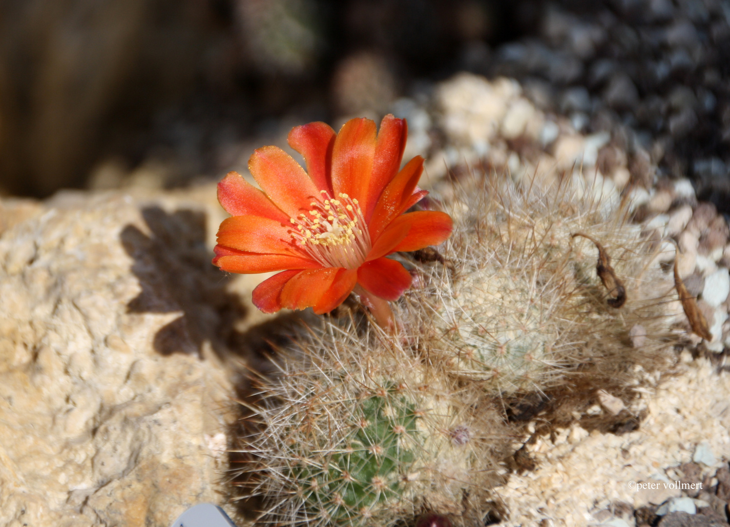 Sulcorebutia steinbachii