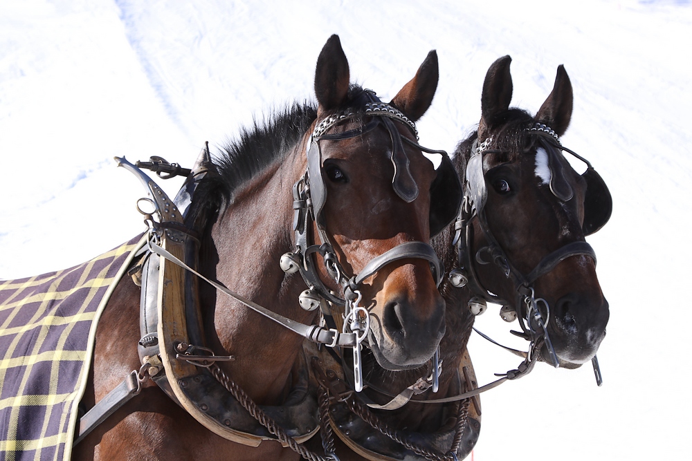 Suleika und Silverado in Arosa