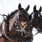 Suleika und Silverado in Arosa