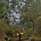 Sulfatstone carrier on his way down the Ijen mountain