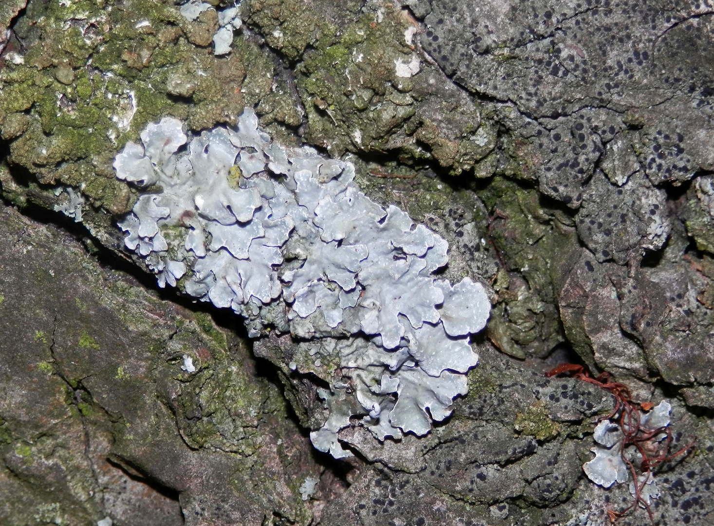 Sulkatflechte (Parmelia sulcata) auf verwitterndem Basalt