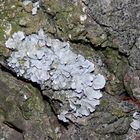 Sulkatflechte (Parmelia sulcata) auf verwitterndem Basalt