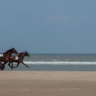 Sulky Rennen am Strand von de Haan, Belgien