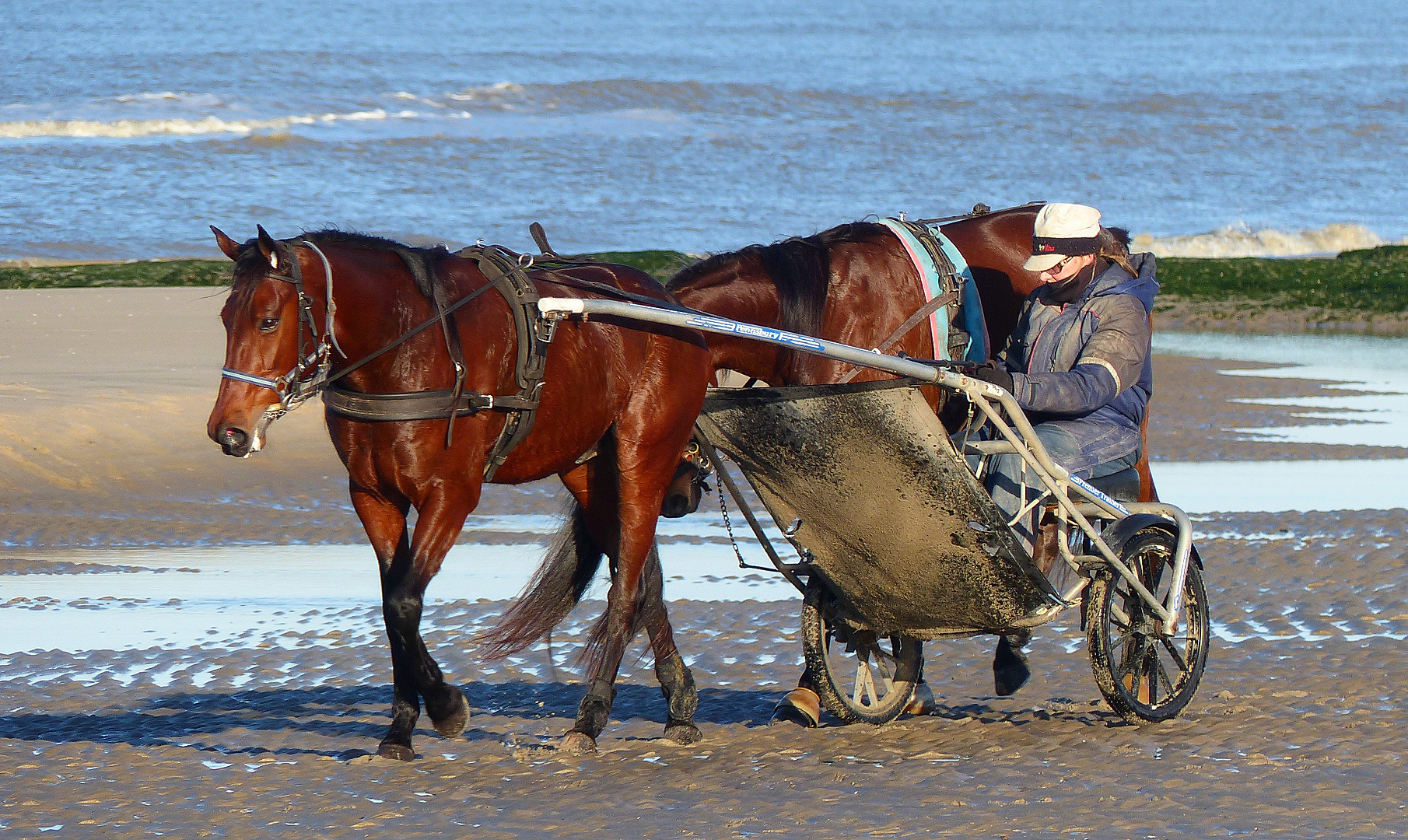 Sulkys am Strand