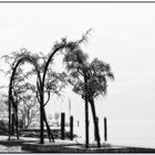 Sulla banchina del lago con la nebbia