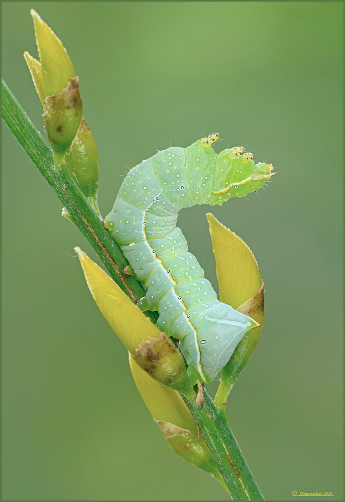 sulla Ginestra