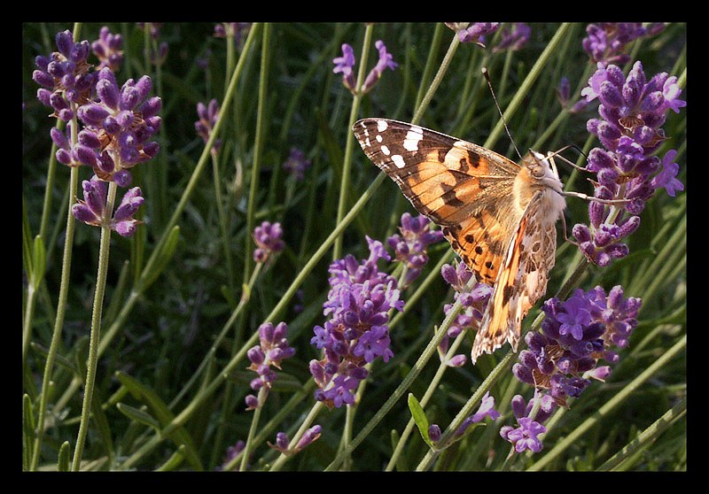 Sulla lavanda 2