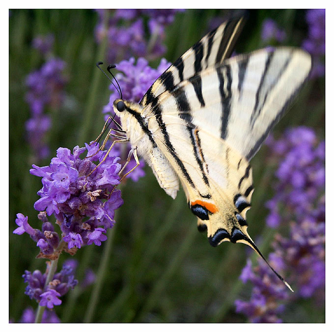 Sulla lavanda