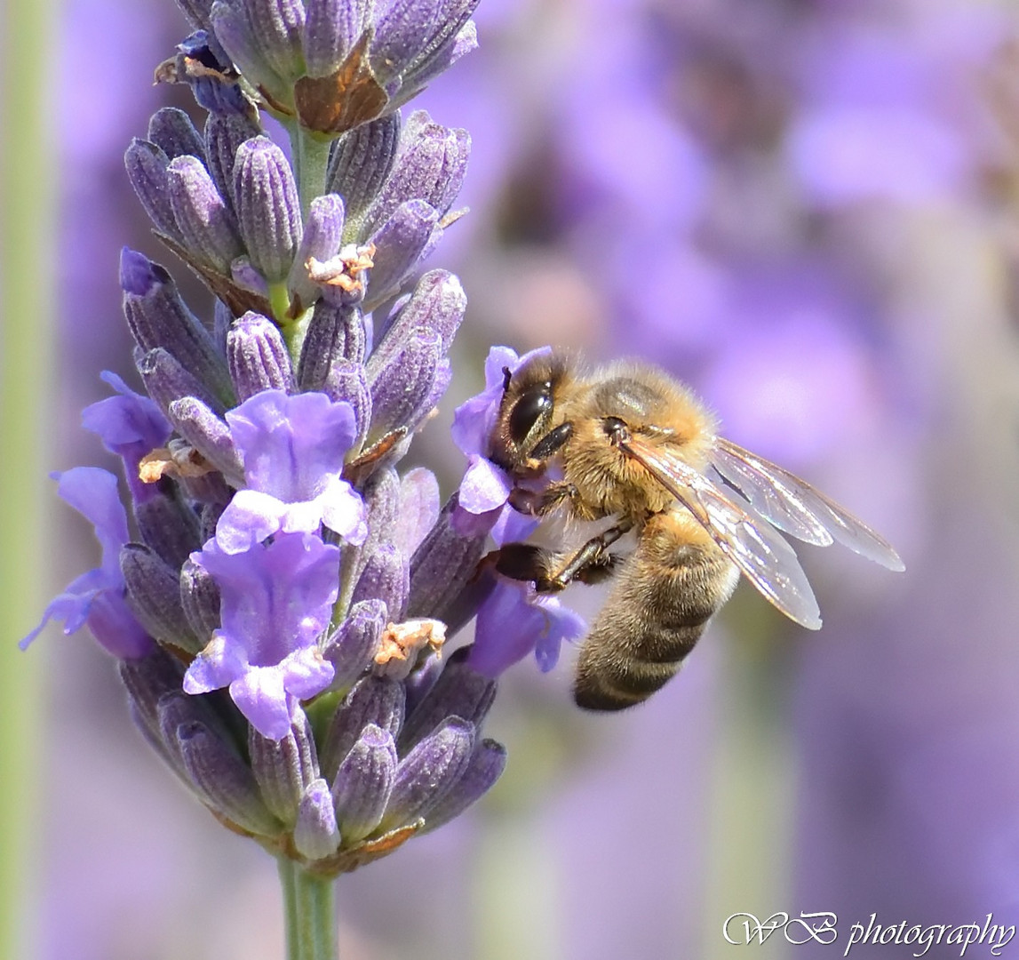 ...sulla lavanda....