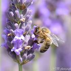 ...sulla lavanda....