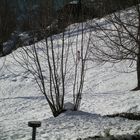 sulla neve