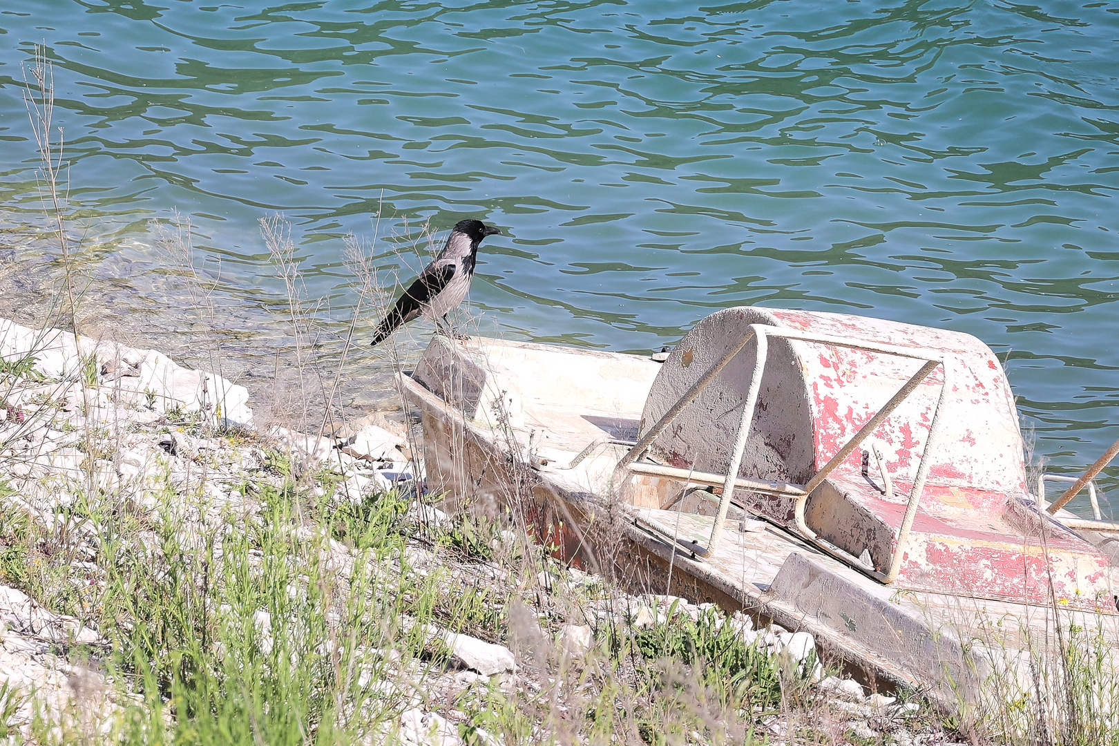 Sulla riva del lago, un corvo curioso!