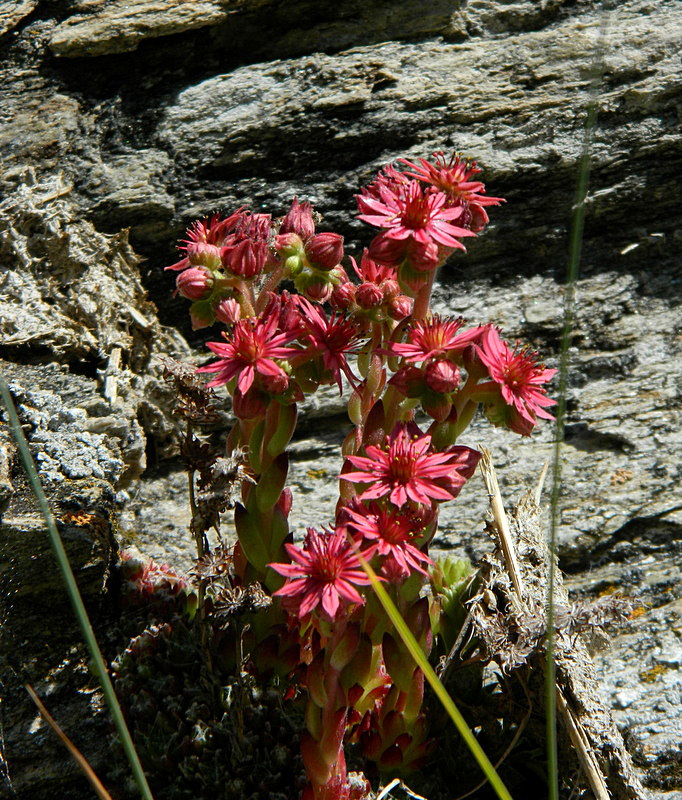 Sulla roccia ...