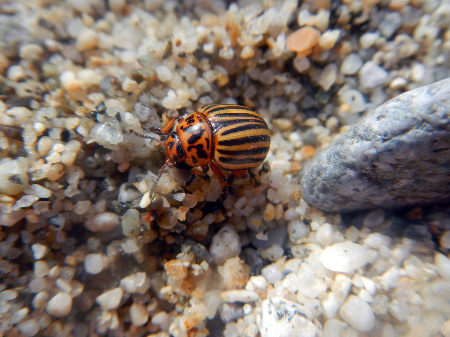 sulla spiaggia