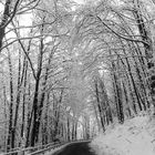 Sulla strada degli alberi bianchi