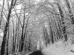 Sulla strada degli alberi bianchi