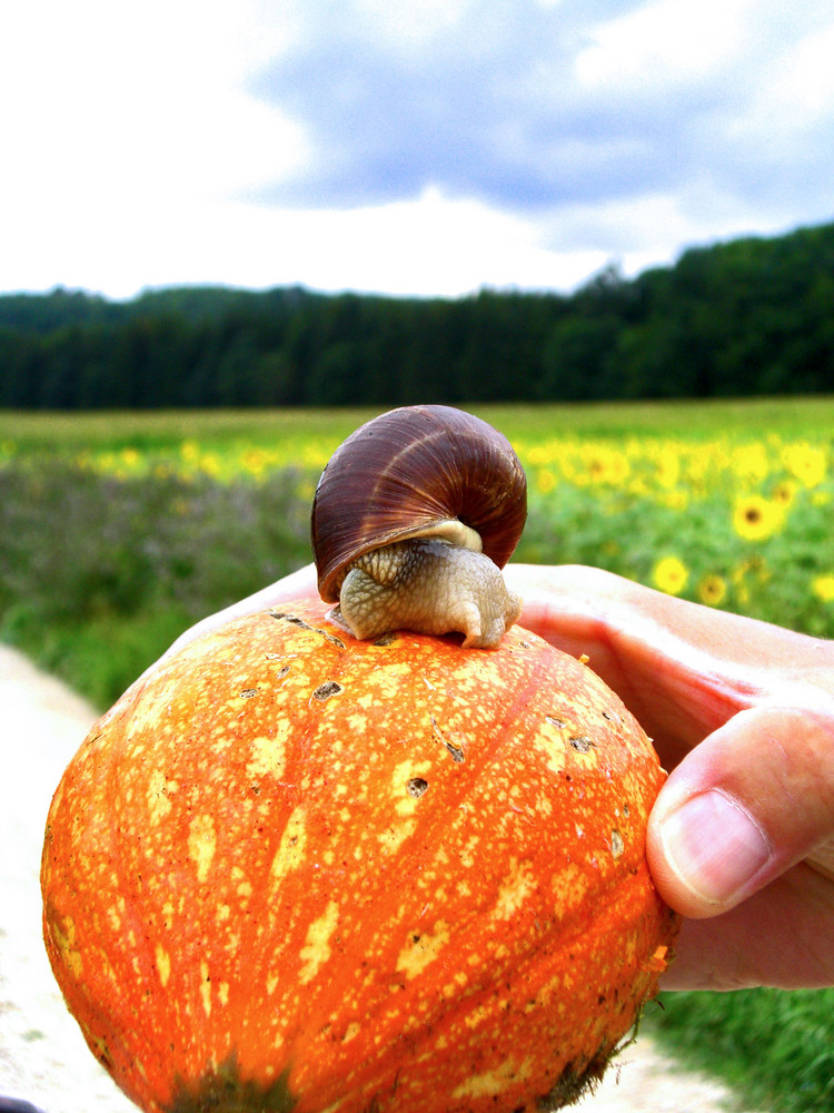 Sulla Zucca