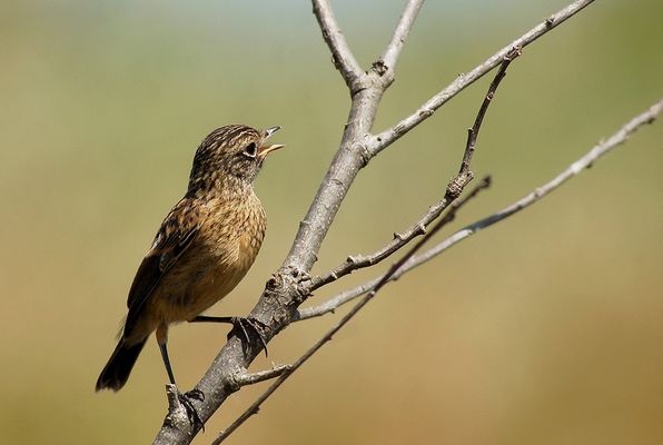 SULL'ALBERO ORMAI SPOGLIO