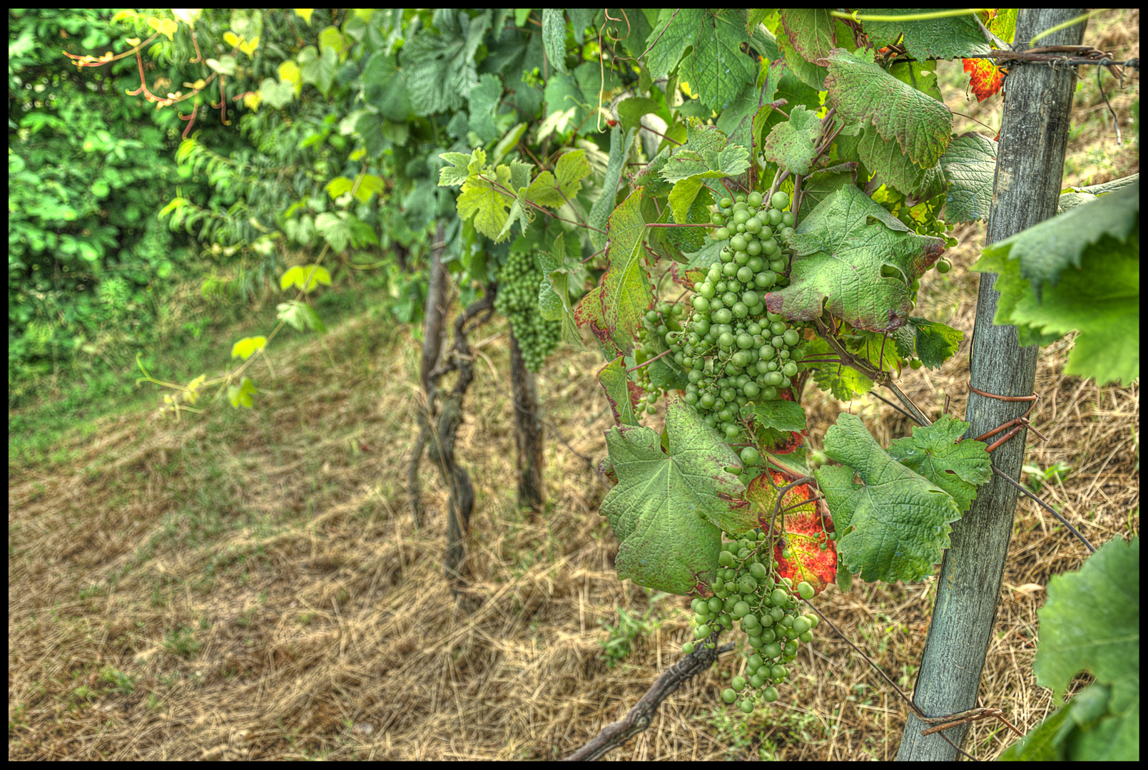 Sulle colline di Brondello (CN)