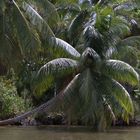 sulle sponde del delta dell'orinoco