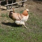 Sulmtaler Huhn 25.04.2024