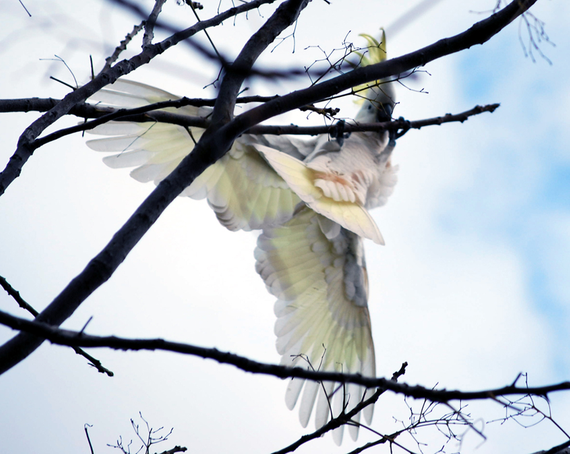 Sulphur-crested Cockatoo 2