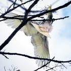 Sulphur-crested Cockatoo 2