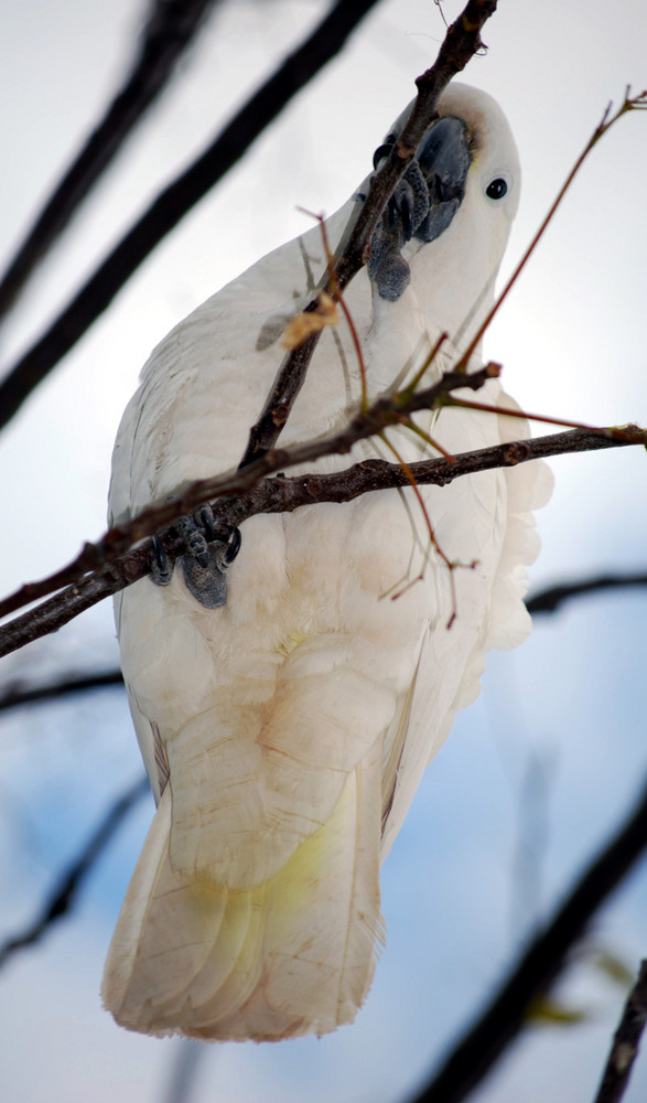 Sulphur-crested Cockatoo 3